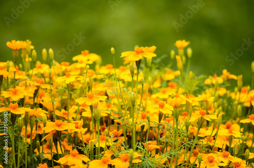 Yellow Flowers on Field in Natural Surroundings 