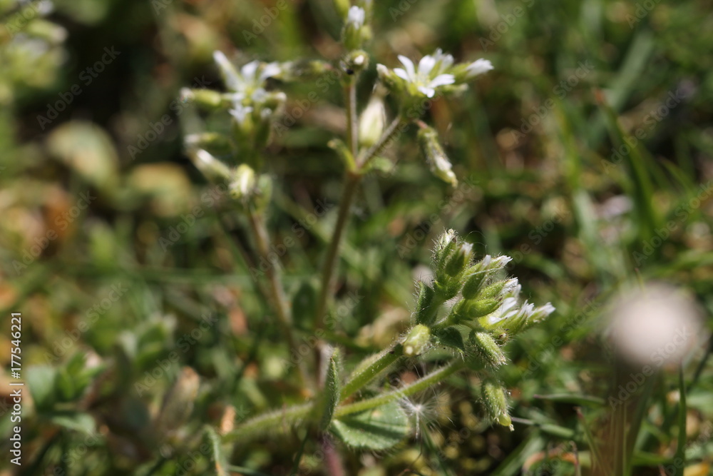 Obraz premium wild flower