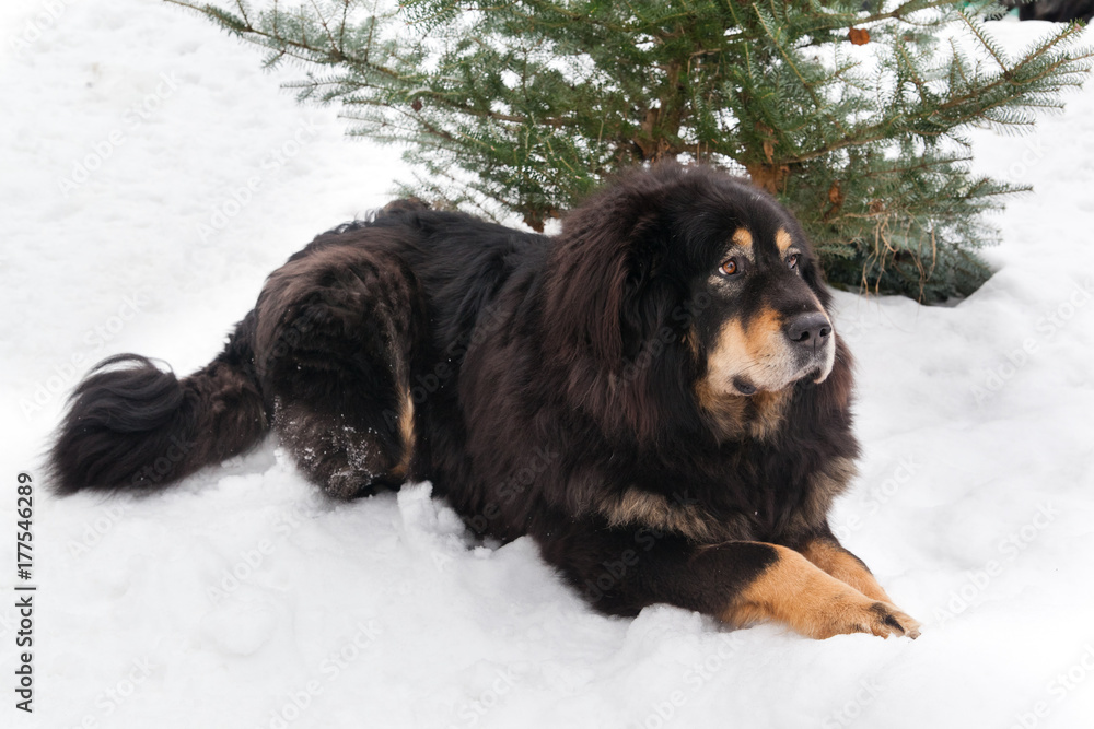 Bitch dog breed Tibetan Mastiff lyinng  on the snow near the spruce