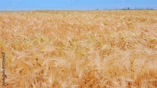 Barley field, crops, farming. Jæren in Norway. photo