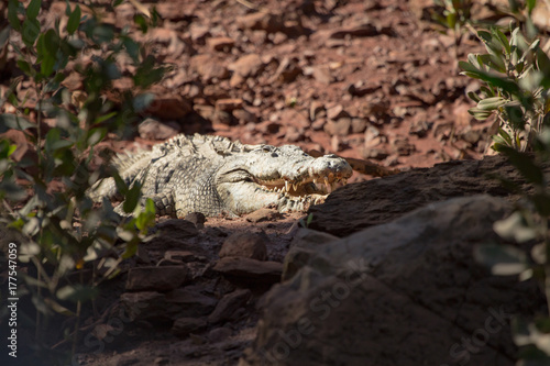 A large Salt water Crocodile basks in the sunlight. Kimberley  Australia.