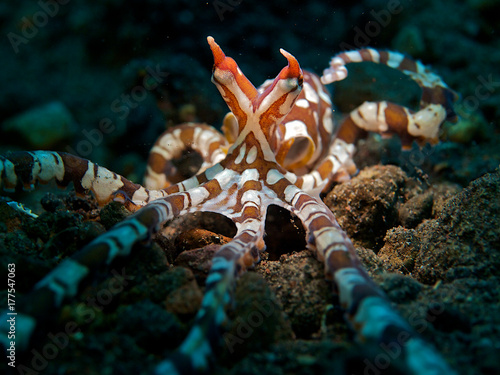 Wunderpus octopus
