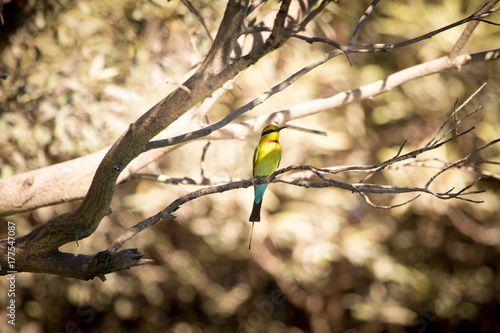 A bee eater perched on a tree. Kimberley, Australia.