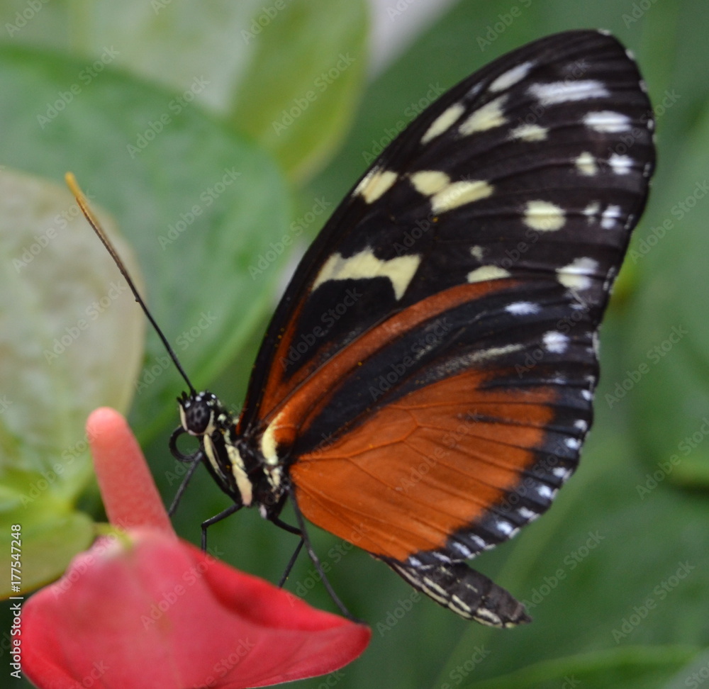 Natures Beauty as a Whole Natures Beauty as a Whole