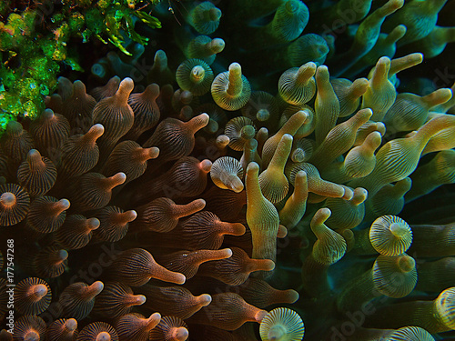 Bi color anemone