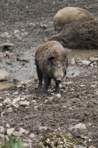 wild boar © Thomas