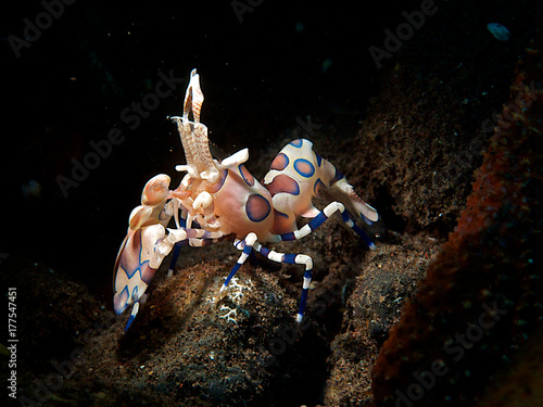 Bild auf Leinwand Harlequin shrimp