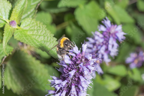 Hummel trinkt Nektar an koreanischer Minze