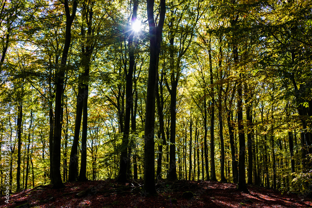 Fototapeta premium Buchenwald im Herbst - Hunsrück, Deutschland