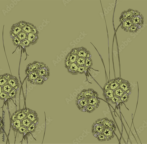dry Scabiosa
