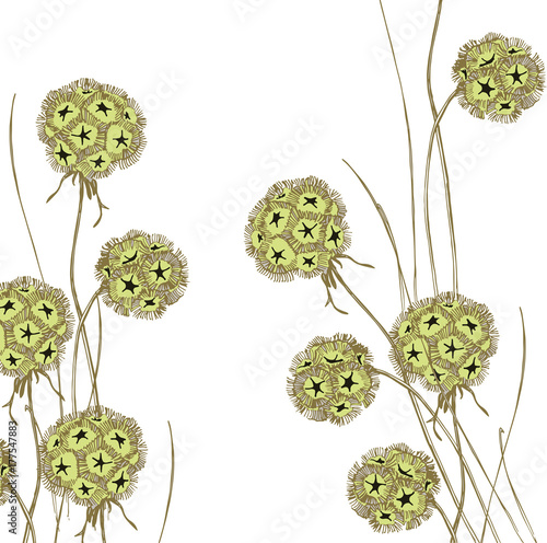 dry Scabiosa
