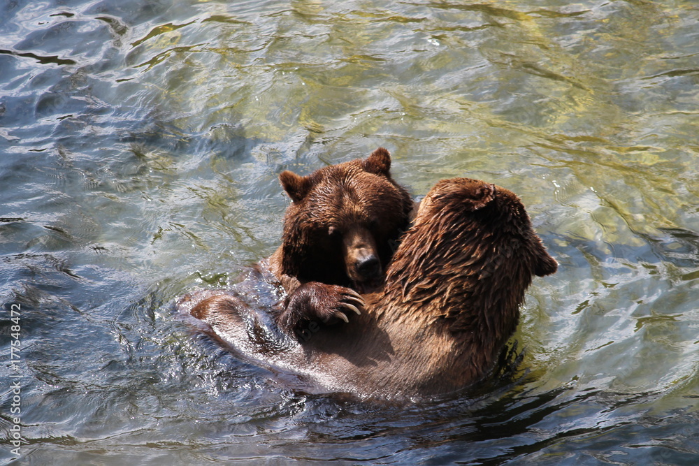 Fototapeta premium brown bear