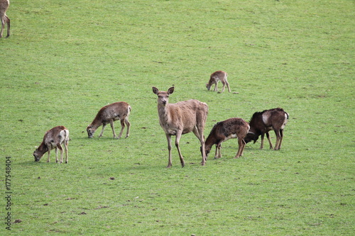 Photos zoo