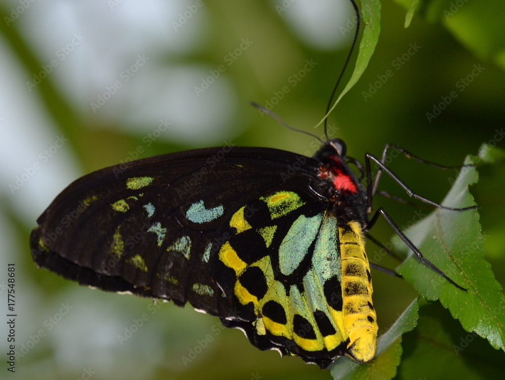 Natures Beauty as a Whole Natures Beauty as a Whole
