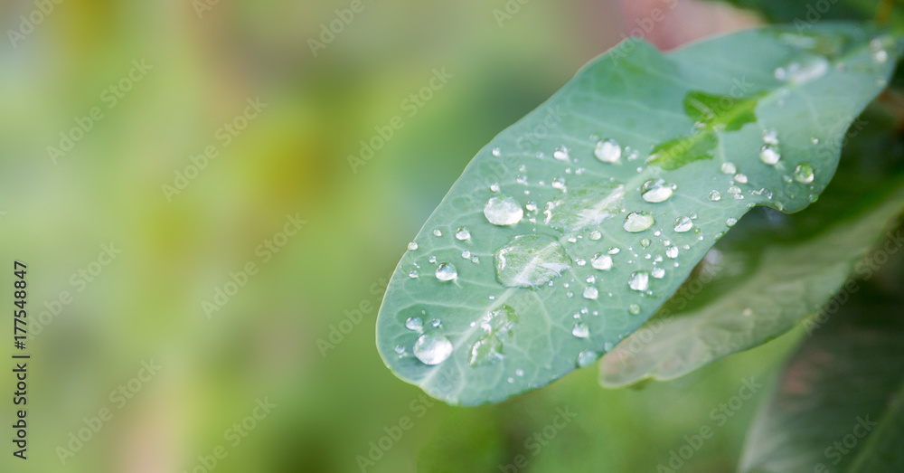 Dew Drops on a Leaf with Blurry Background Dew Drops on a Leaf with Blurry Background