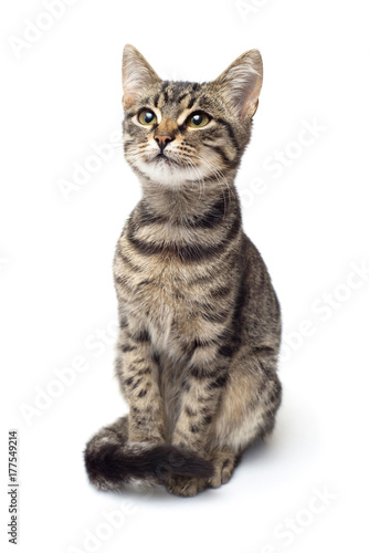 Beautiful striped kitten of gray isolated on white background. The cat is carefully posing for the camera. Place for text. Tiger color © Ian 2010