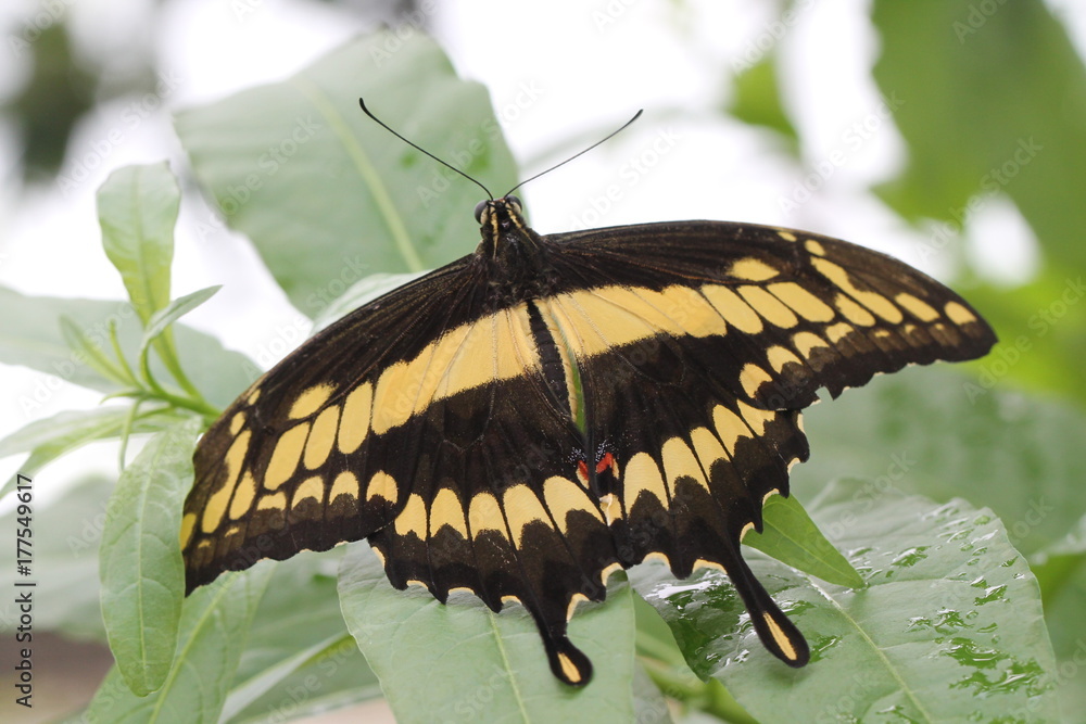 Fototapeta premium tropical butterfly