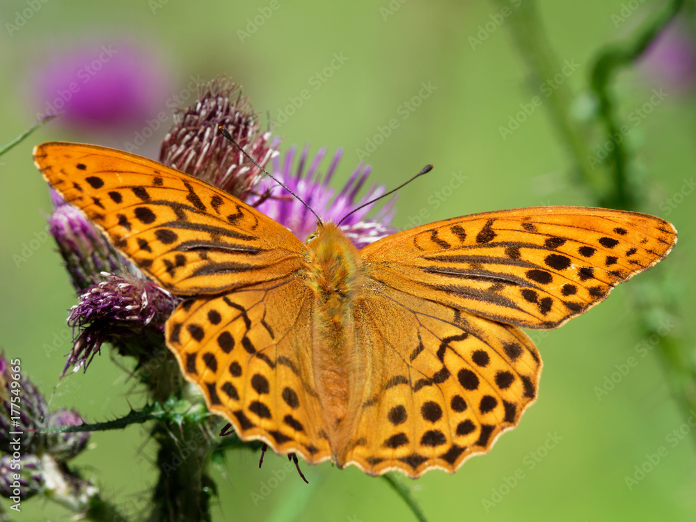Argynnis paphia Argynnis paphia