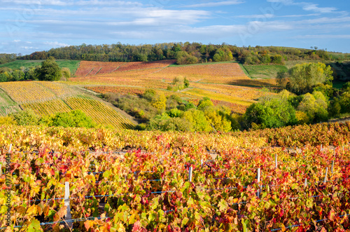 A red color vineyard and a forest at fall season