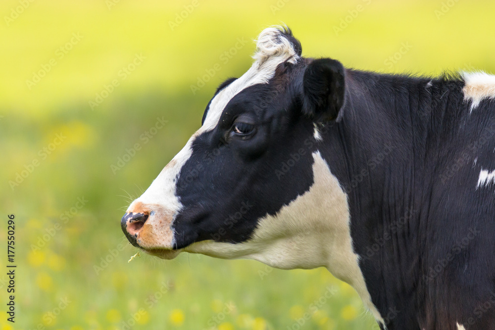 Profile of Frisian cow on bright green background Profile of Frisian cow on bright green background