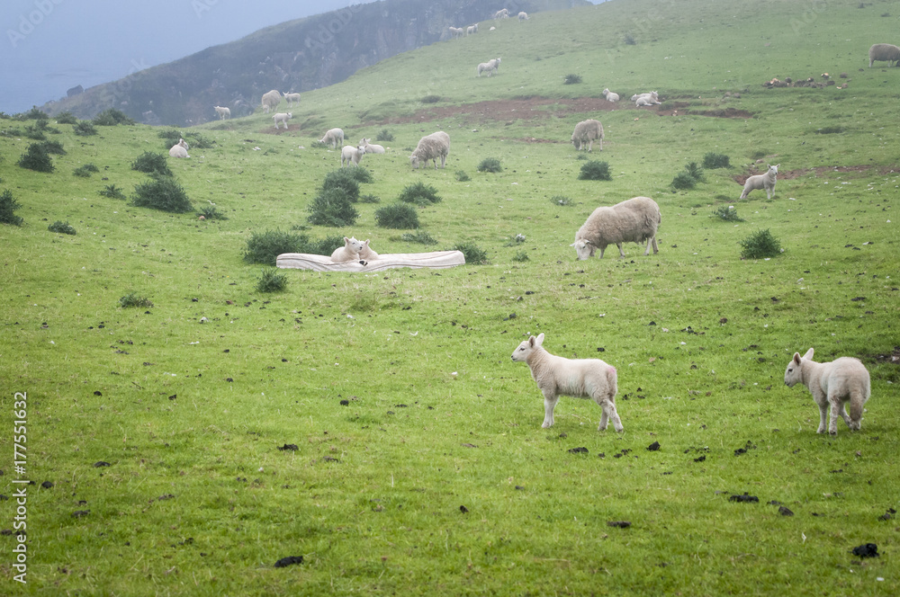 Fototapeta premium Matress Lambs. Two lambs taking things easy on a mattress left in the field, Scottish Highlands, Scotland.