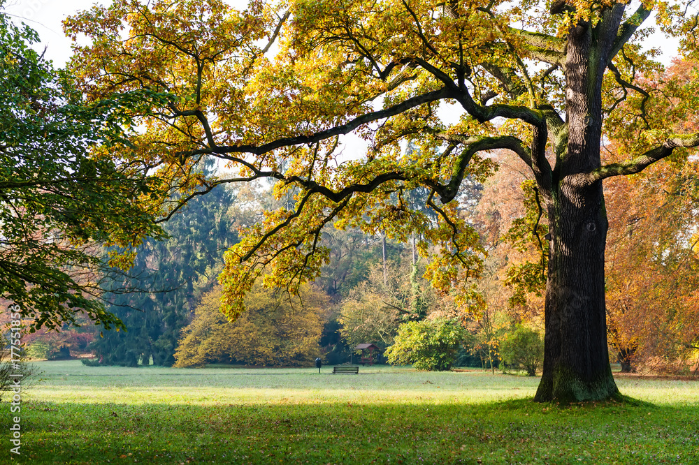 Oak tree in a autumnal city park. Beautiful golden fall season