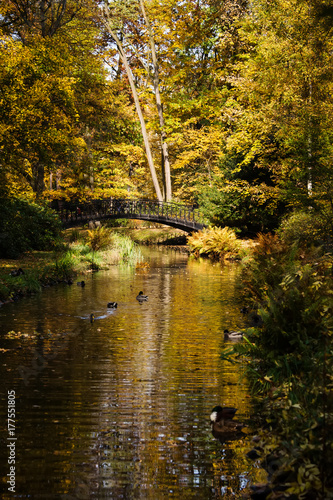 River in a city park and wooden bridge over it. Gold foliage. Warm fall season weather. Golden autumn season.