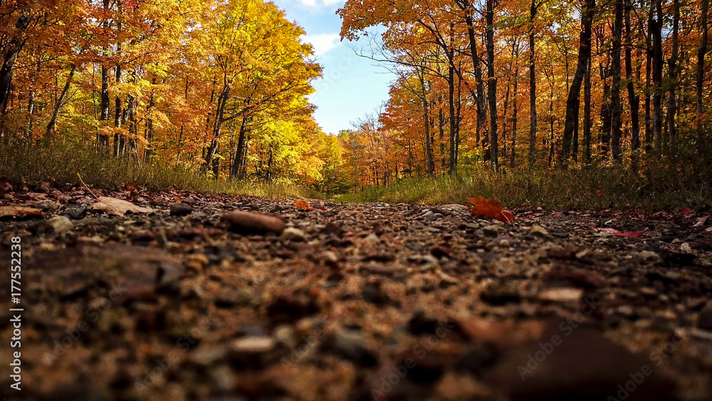 Obraz premium Autumn colors on dirt road