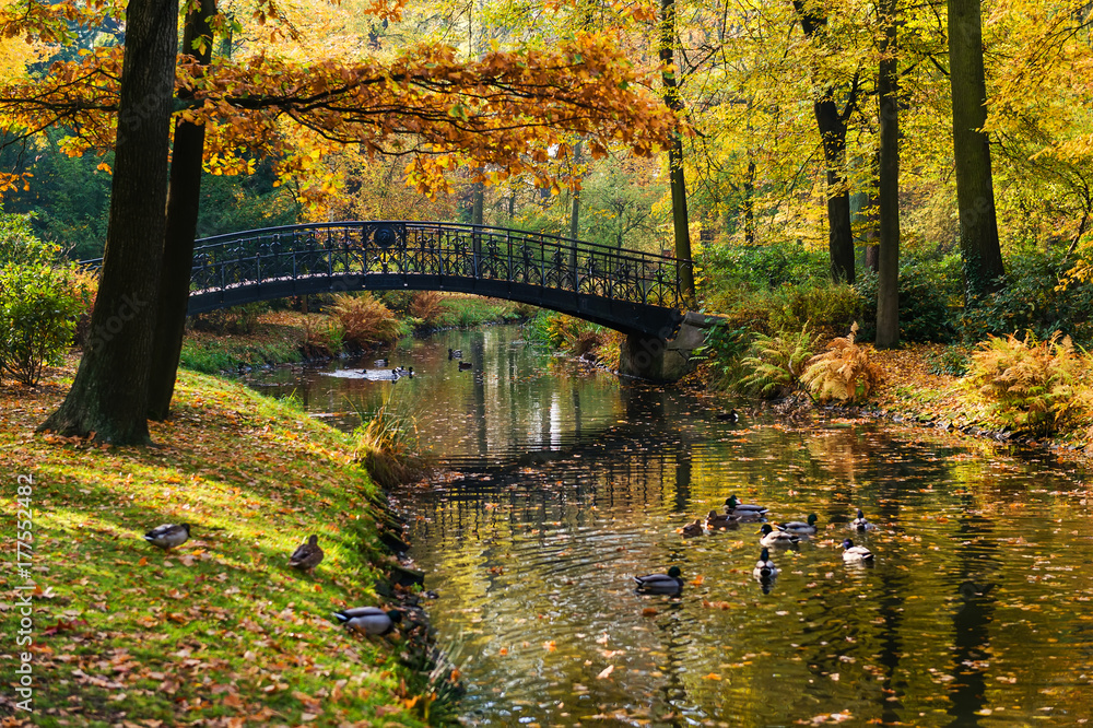 old wooden bridge over a river with ducks, colorful view of autumnal city park. Golden fall season
