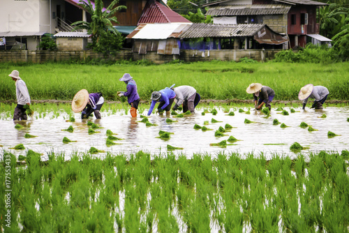 Asian farmers growing rice in the paddy field as local traditional