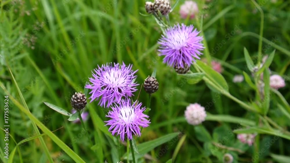 Meadow knapweed. Centaurea jacea flower in the summer field Meadow knapweed. Centaurea jacea flower in the summer field