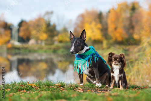 Photography bull terrier and chihuahua dogs posing together in autumn