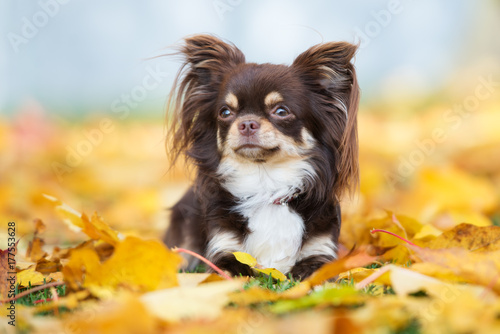 Fotografie brown chihuahua dog lying down on fallen leaves