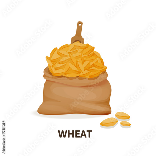 Grain crops in bags. Bag of wheat grain, organic food.