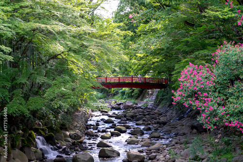 竹林の小径を流れる川と赤い橋 伊豆 修善寺 Stock Photo Adobe Stock