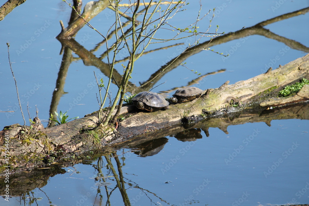 Obraz premium molsbroek