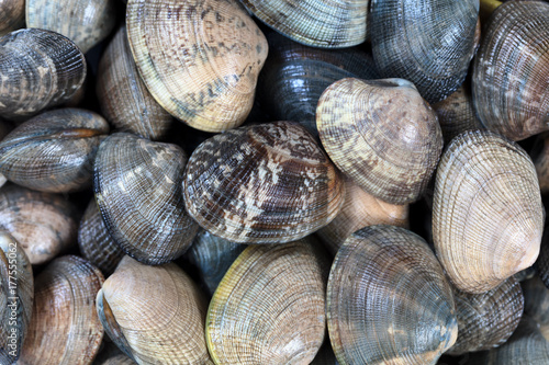 Fresh live clams in full frame format background