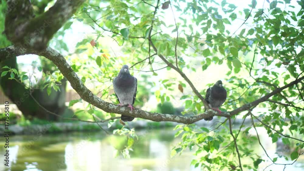 two dove living on the tree branch two dove living on the tree branch