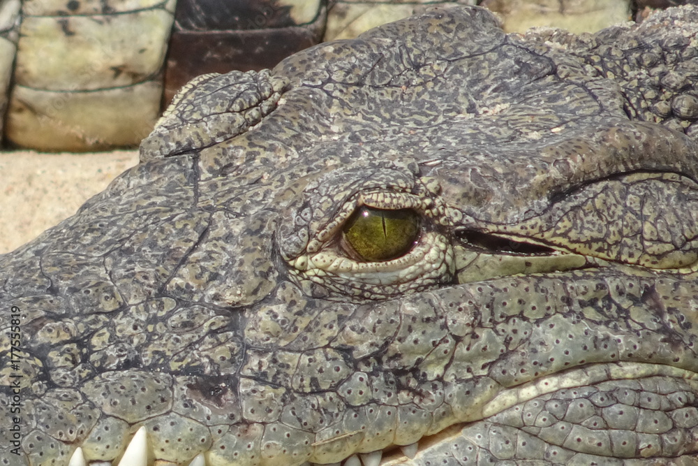 Alligator mississippiensis Alligator mississippiensis
