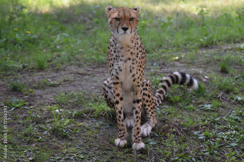 Sitting cheetah Sitting cheetah