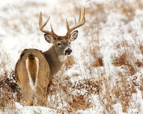 Whitetail Buck In Snow-Rear View photo