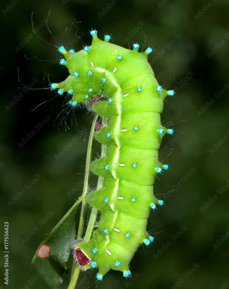 Naklejka premium Amazing caterpillar of the giant peacock moth (Saturnia pyri) on the branch