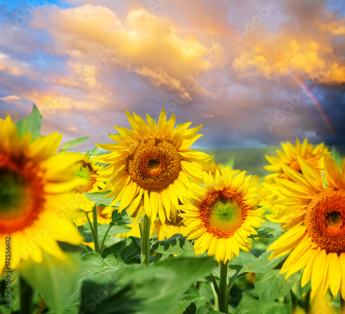 Field of fresh sunflowers at sunset with rainbow