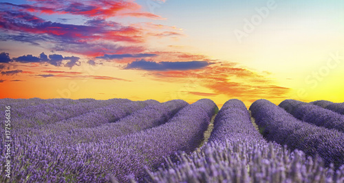 Lavender flowers field with summer orange and pink sunrise sky, Provence, France