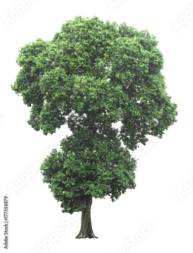big tree on white background with clipping path
