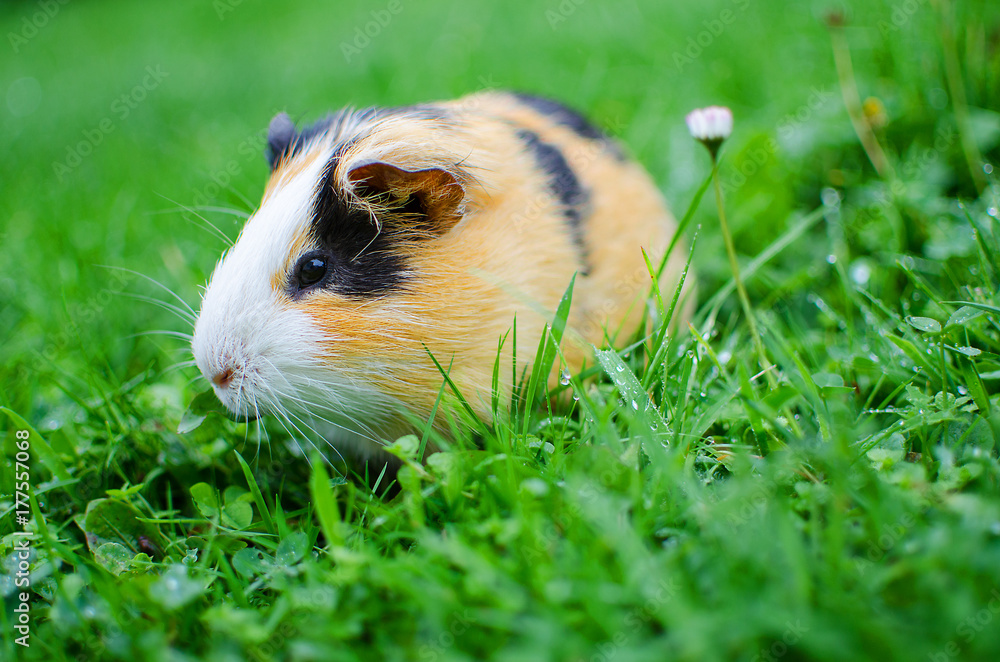 guinea pig walks in the fresh air and eating guinea pig walks in the fresh air and eating