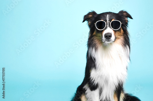 Schwarz weisser Hund mit Brille © stockfotografie.net