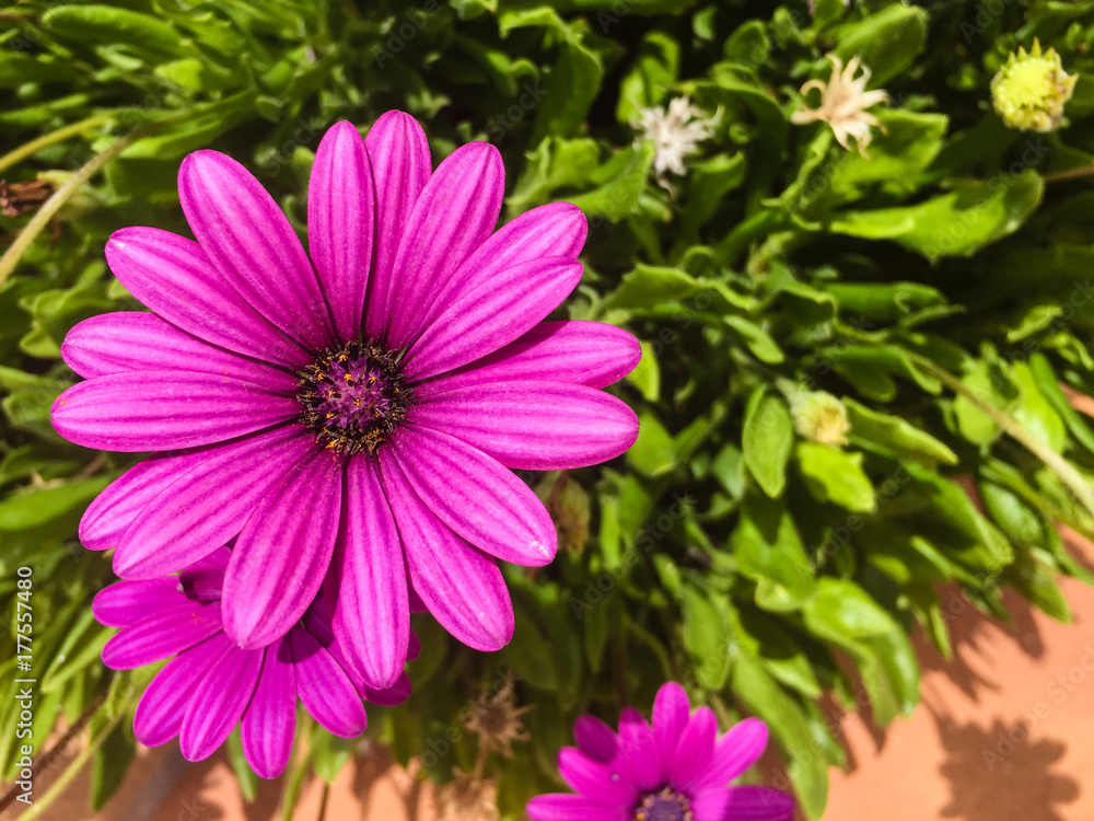 Obraz premium Overhead capture of vibrant pink purple flower in bloom