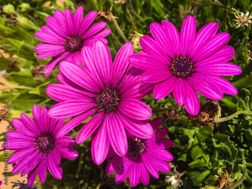 Overhead capture of vibrant pink purple flower in bloom