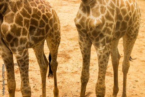 Photography Torso and legs of two giraffes